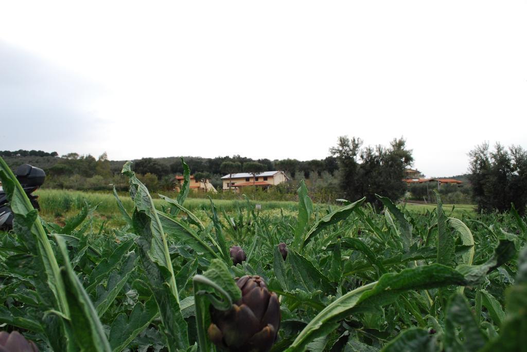 Agriturismo Val Di Nappo Castiglione della Pescaia Eksteriør bilde