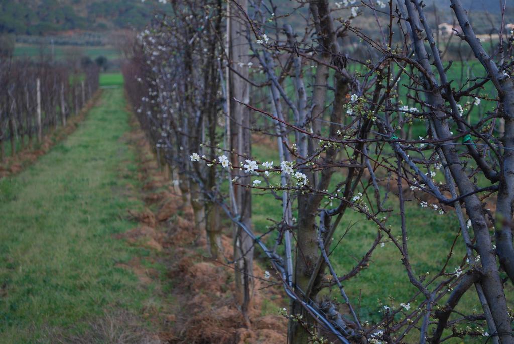 Agriturismo Val Di Nappo Castiglione della Pescaia Eksteriør bilde